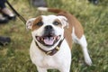 Smiling Staffordshire Terrier looking up at the camera