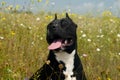 Smiling Staffordshire terrier dog sitting in grass medow in the