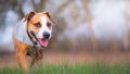 Smiling staffordshire terrier dog walking to the camera.