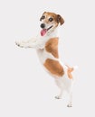 Smiling standing cute dog Royalty Free Stock Photo