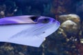 Smiling Stingray Swimming in the Ocean Floor Royalty Free Stock Photo