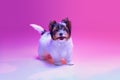 Smiling. Studio image of cute little Biewer Yorkshire Terrier, dog, puppy, posing over pink background in neon light Royalty Free Stock Photo