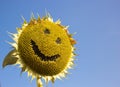 smiling sunflower face. dried ripe sunflower against the sky Royalty Free Stock Photo