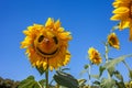 Smiling, sunflower, field, Cheerful, face with a butterfly on his nose. Yellow flower on a blue sky. Laughter, smile, joy. Summer Royalty Free Stock Photo