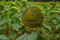 Smiling sunflower plant in a field