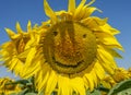 Smiling sunflowers, sunflower flowers depict a smile close-up Royalty Free Stock Photo