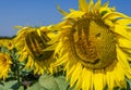 Smiling sunflowers, sunflower flowers depict a smile close-up Royalty Free Stock Photo