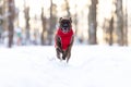 Smiling tiger dog walks outdoor at winter Royalty Free Stock Photo