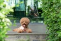 Toy Poodle resting on wooden floor