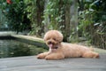 Toy Poodle resting on wooden floor