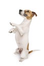 Smiling trained dog stands on its hind legs and performs a trick command Royalty Free Stock Photo