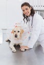 Smiling vet and dog with a cone Royalty Free Stock Photo