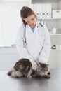 Smiling vet examining a beautiful maine coon Royalty Free Stock Photo
