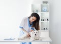 Smiling veterinarian doctor examining cute white dog in clinic Royalty Free Stock Photo