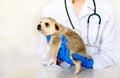 Smiling veterinarian examining a cute dog in medical office.Pet care in veterinary clinic. Hands of a young specialist.Mongrel, Royalty Free Stock Photo