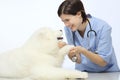 Smiling Veterinarian examining dog paw on table in vet clinic