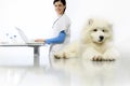 Smiling Veterinarian examining dog on table with computer