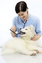 Smiling Veterinarian examining dog on table in vet clinic Royalty Free Stock Photo