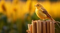 Smiling Warbler On Fence Post: A Sun-kissed Visual Storytelling In Precisionist Style