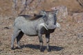 Smiling warthog Royalty Free Stock Photo