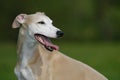 Smiling whippet