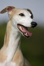 Smiling whippet