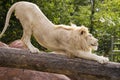 Smiling white lion stretches in the sun at the Toronto Zoo