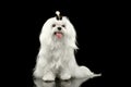 Smiling White Maltese Dog Sitting, Looking in Camera Black isolated Royalty Free Stock Photo