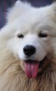 A smiling white Samoyed dog