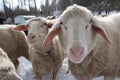 Smiling white sheep looking at camera.