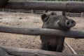 Smiling Wild Boar Royalty Free Stock Photo