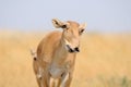 Smiling wild female Saiga antelope in Kalmykia steppe Royalty Free Stock Photo