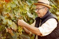 Smiling winemaker harvest the grape at his vineyard