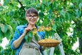 Smiling woman with basket of fresh yellow cherries near cherry tree in summer garden Royalty Free Stock Photo