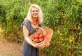 Smiling woman with a basket of harvested freshly tomatoes in the vegetable garden Royalty Free Stock Photo