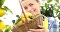 Smiling woman in garden with basket wicker full of lemons