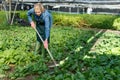 Smiling woman gardener in gloves with mattock working with vine spinach