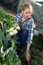 Woman harvesting fresh green onion Royalty Free Stock Photo