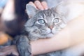 Smiling woman at home holding her lovely fluffy cat.  Pets and lifestyle concept. Royalty Free Stock Photo