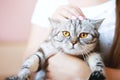 Smiling woman at home holding her lovely fluffy cat.  Pets and lifestyle concept. Royalty Free Stock Photo