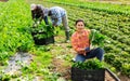 Smiling woman horticulturist showing harvested green chard on field