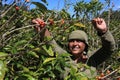 Smiling woman picking coffee beans on a sunny day Royalty Free Stock Photo