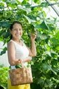 Smiling woman picking cucumbers