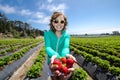 Smiling woman picking strawberries in a field at a farm, holding a batch of ripe berries in her hand Royalty Free Stock Photo