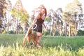 Smiling woman plays with a playful dog in the woods. girl plays with a puppy in a park for a dog toy