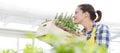 Smiling woman smell aromatic spice herbs on white background, spring garden