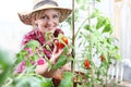 Smiling woman in vegetable garden, hand picking cherry tomato