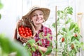 Smiling woman in vegetable garden, showing wicker basket full of cherry tomatoes Royalty Free Stock Photo