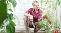 Smiling woman in vegetable garden, working with garden trowel tool and check cherry tomatoes plants on white wooden shed Royalty Free Stock Photo