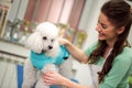 smiling woman and white poodle. Dog gets hair cut at Pet Spa Grooming Salon. Closeup of Dog. groomer concept.the dog has a haircut Royalty Free Stock Photo